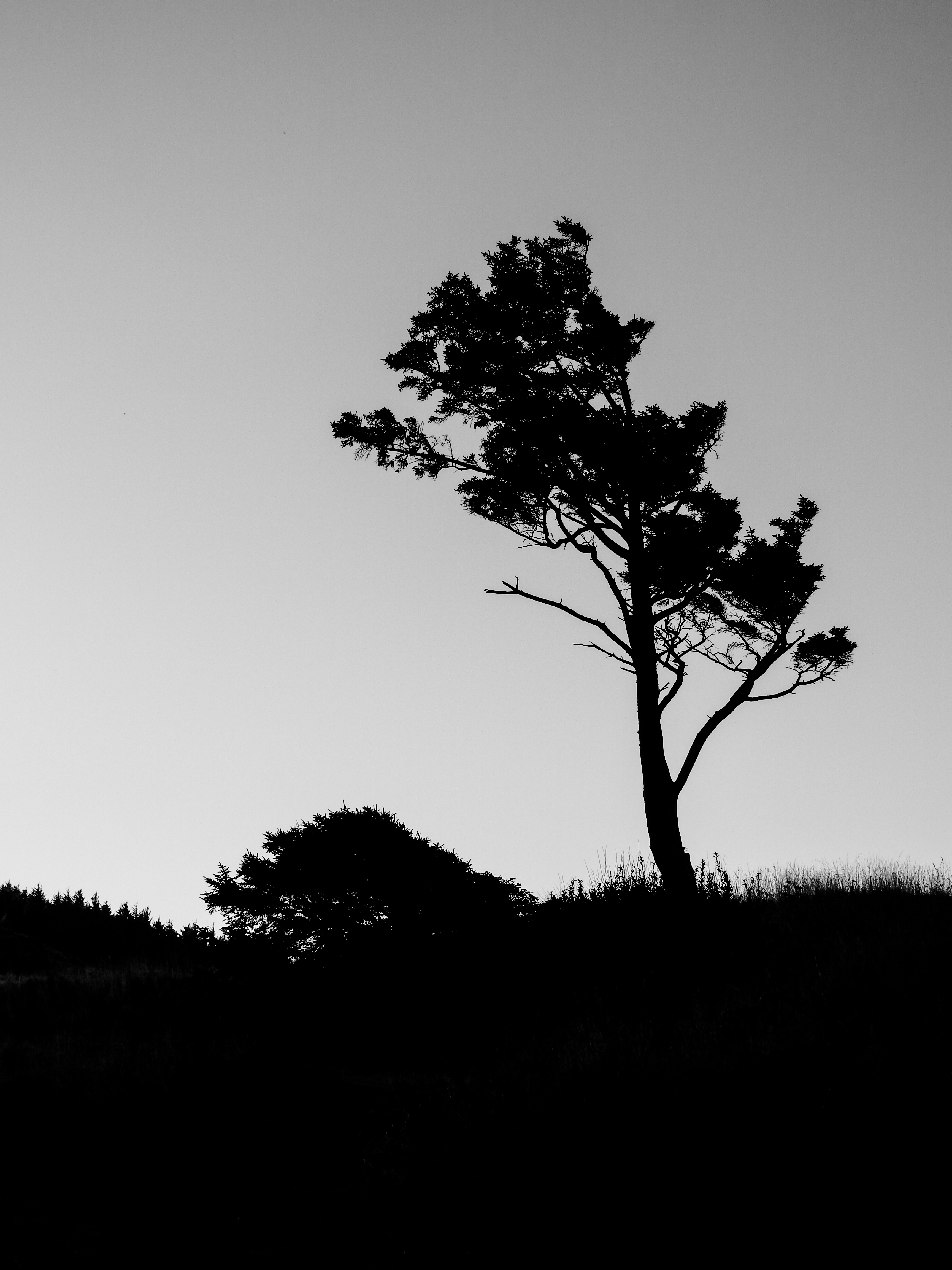 James Schumacher Photography - Coastal Tree Silhouette